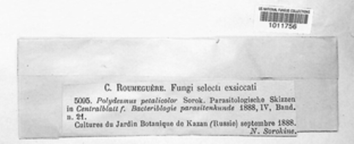 Alternaria image
